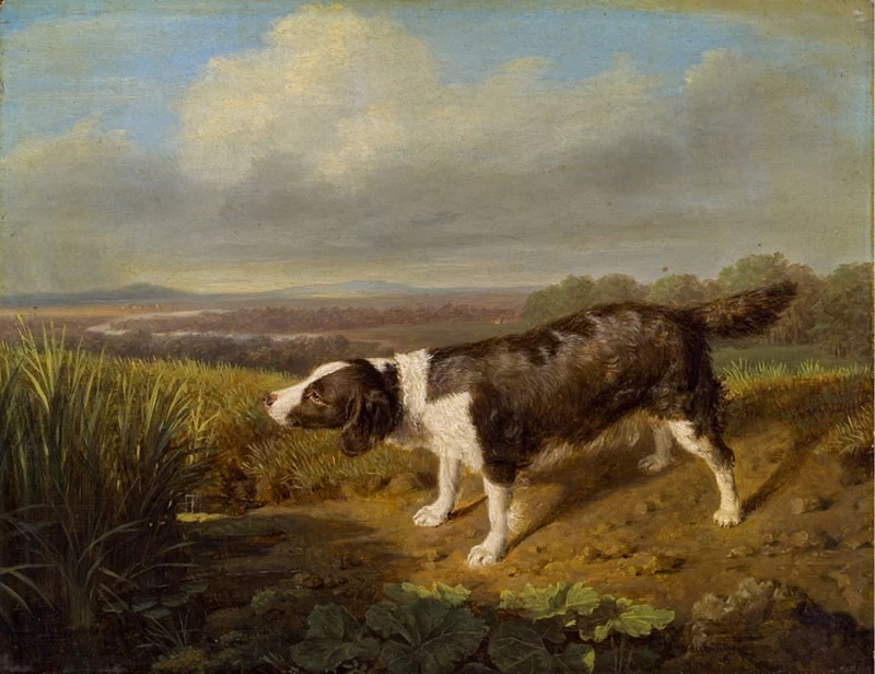 Cane da caccia del conte Esterházy, 1823